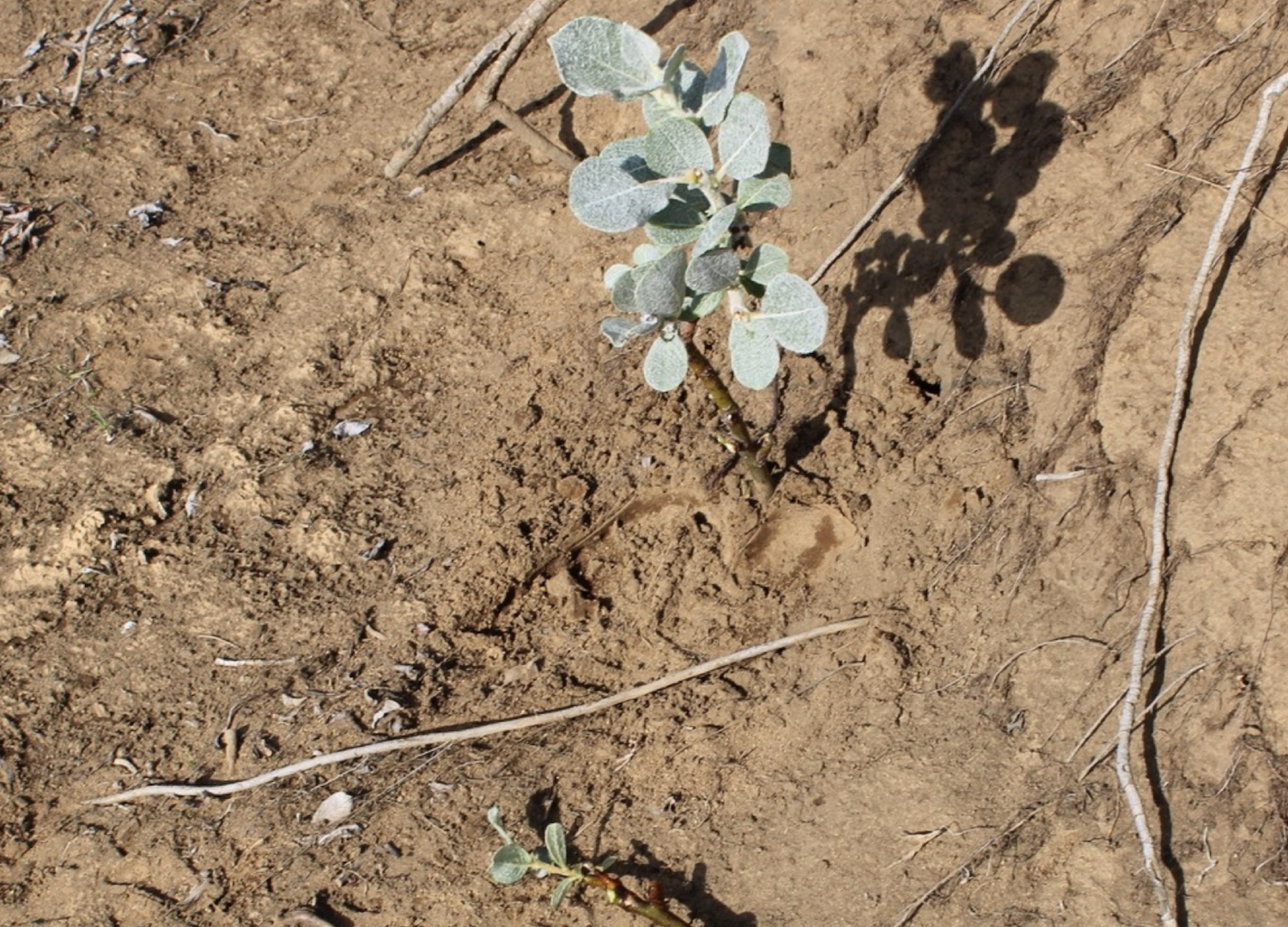 A sapling planted in Vopnajfordur