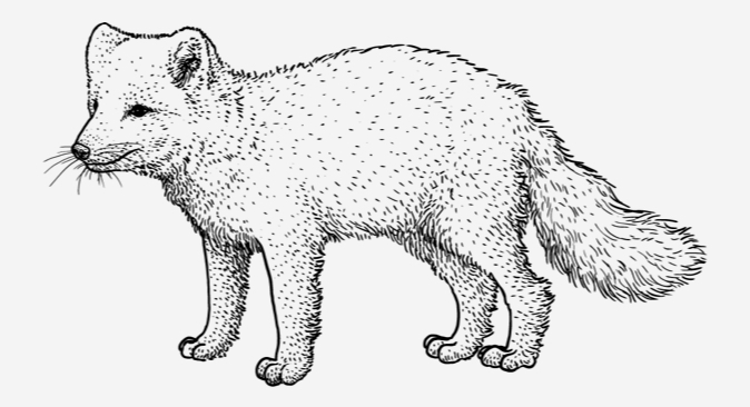 Arctic Fox (Vulpes lagopus)