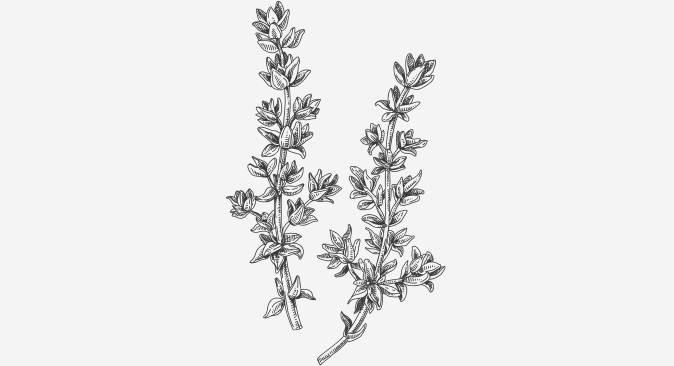 Artic Thyme (Thymus Praecox Arcticus)