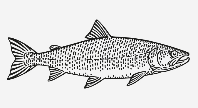 Artic Char (also known as Salvelinus alpinus), Six Rivers Project