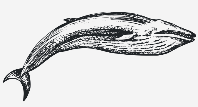 Minke Whale (Balaenoptera acutorostrata)